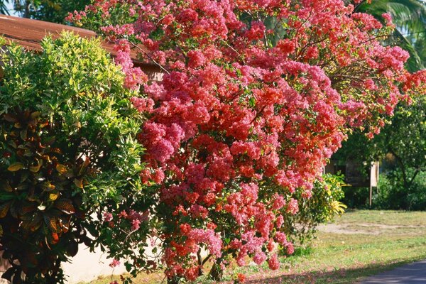 Árvore com flores cor-de-rosa