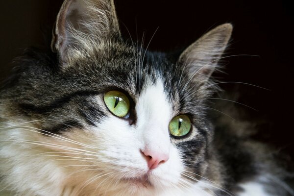 Gato con ojos verdes y pico rosa