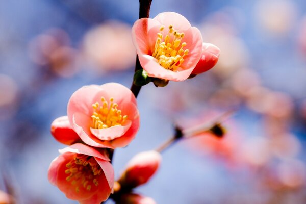 Fleur de cerisier, bourgeons, gros plan