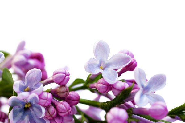 Lilac Flower close-up