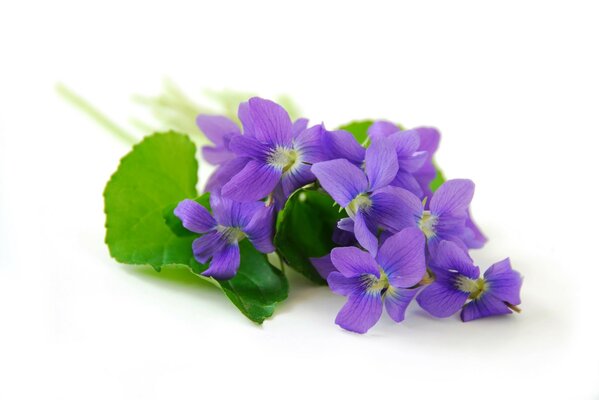 Cornflowers, flowers blooming buds