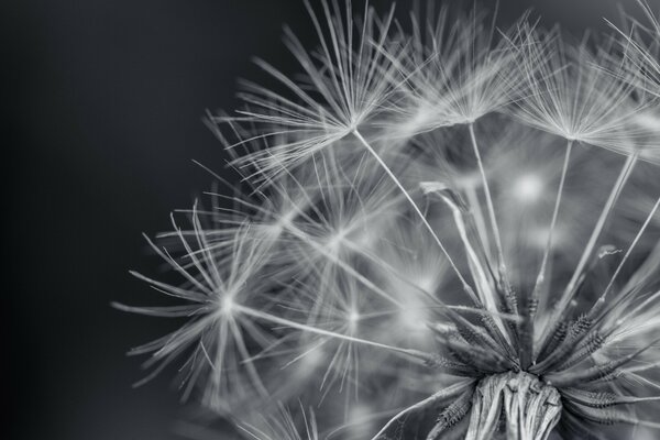 Dandelion flower in black and white