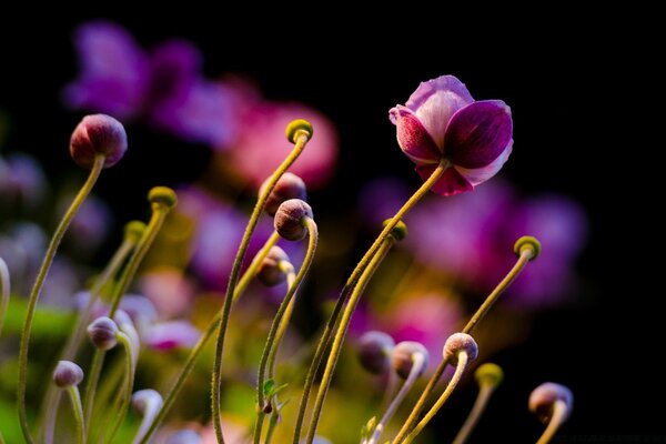 Flores de Jardín de cerca