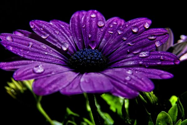 Gouttes d eau sur une fleur pourpre