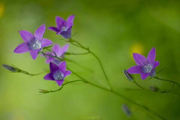 Fotografia Macro de pequenas flores roxas