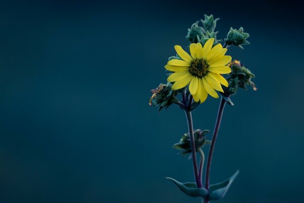 A blooming sunflower on a dark background