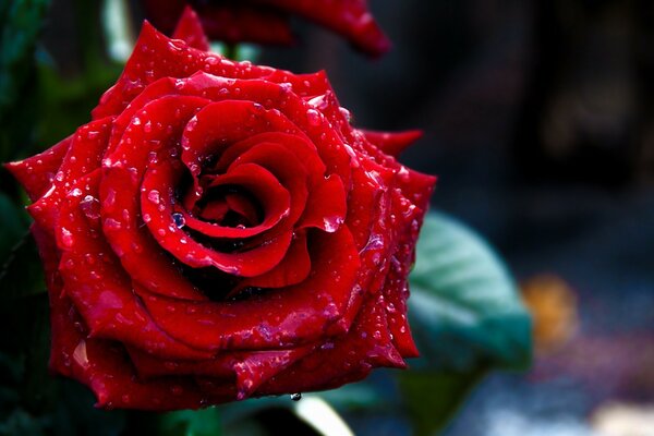 Rote Rose Makro schießen