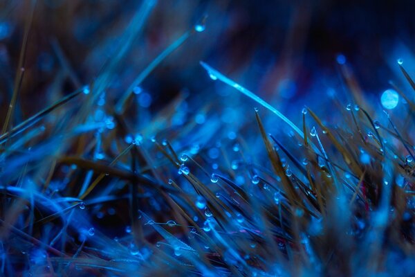 Macro fotografía de hierba cubierta de rocío