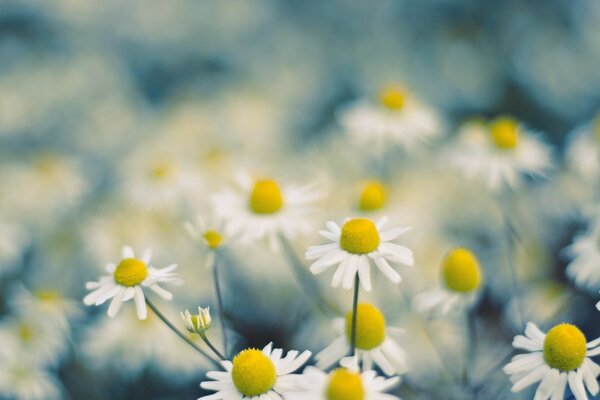 Une clairière de marguerites en mise au point sur le terrain