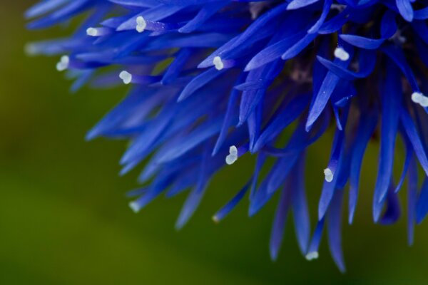 Flores azules con extremos en flor