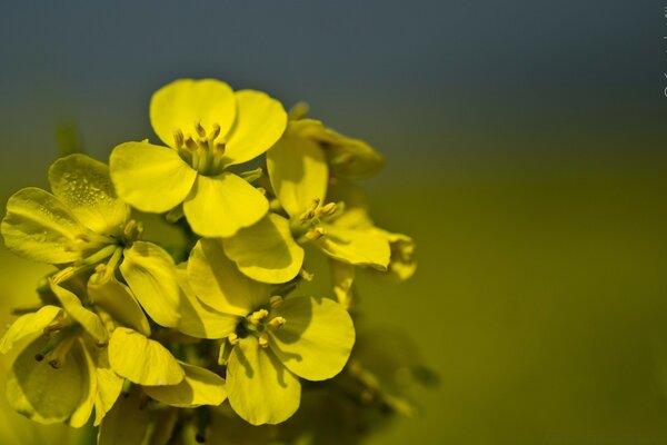 Yellow flowers in macro photography