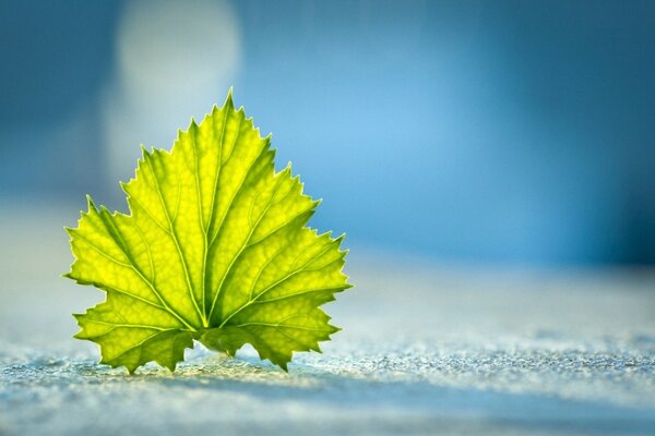 Green leaf close-up