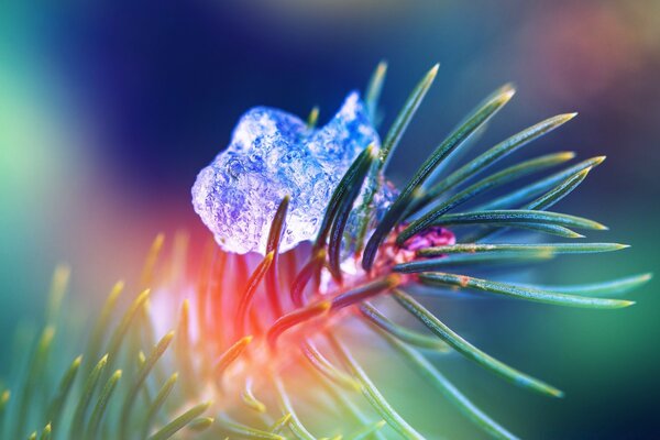 Témpano de hielo en el tallo de cerca