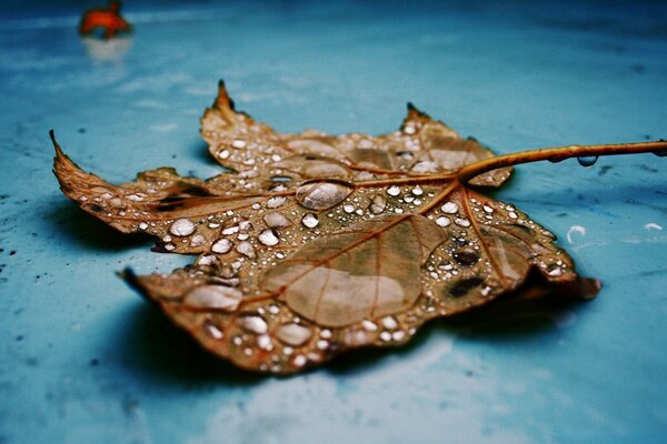 Wet dried autumn leaf