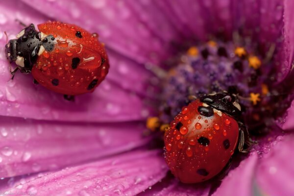 Insectes sur les feuilles du matin rosée