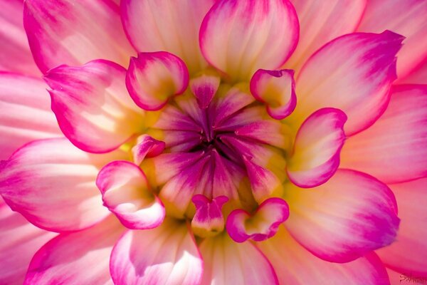 Macro photography of a purple flower and petals