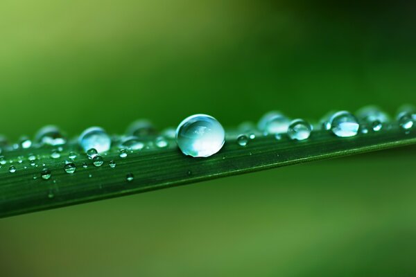 Dew drops close-up