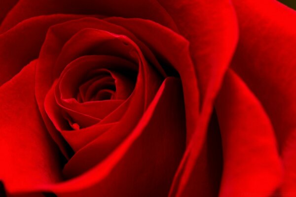 Macro fotografía hermosa rosa roja