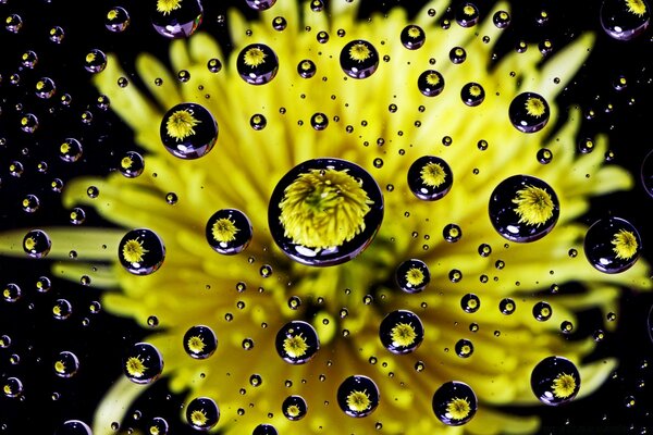 Wassertropfen fallen auf eine gelbe Blume