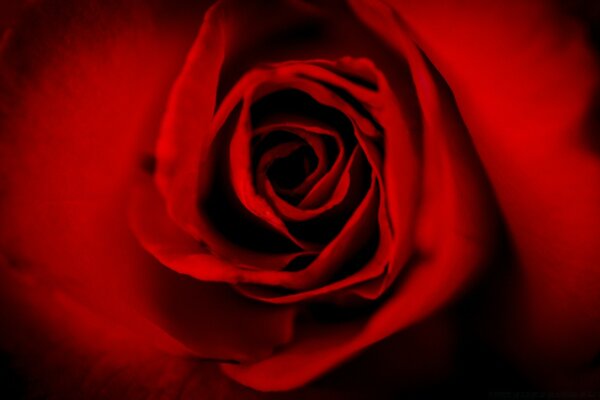 Red petals of a beautiful rose