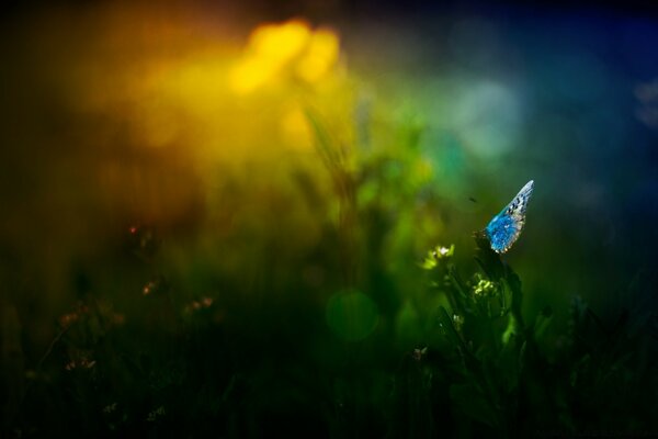 Papillon sur les plantes dans la soirée dans la forêt