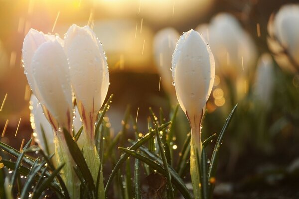 Fleurs blanches parmi l herbe sous la pluie