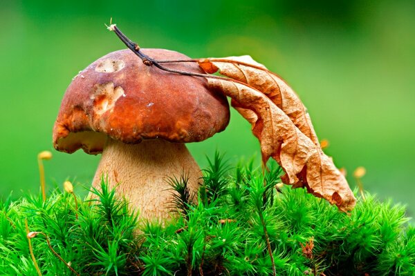 Boletus. Podosinovik. Hid in the foliage