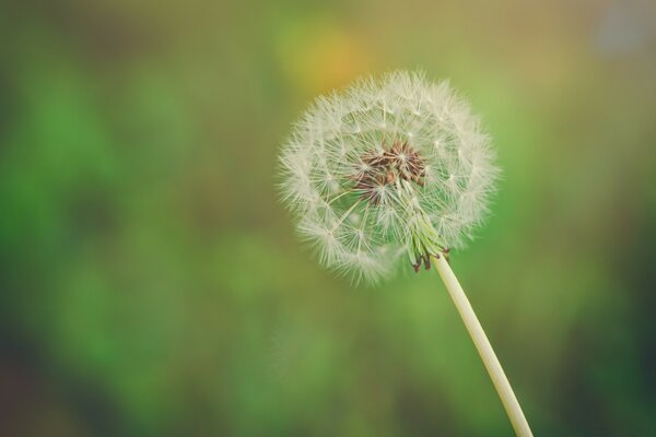 White dandelion on a blurry background