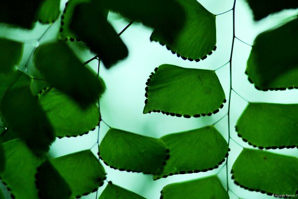 Green leaves with streaks