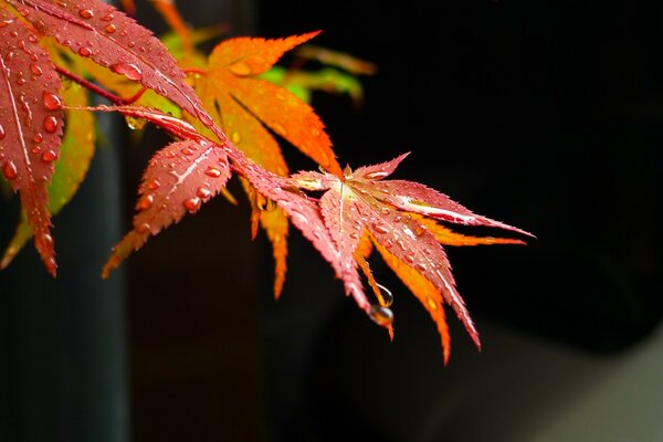 Red Maple Leaves