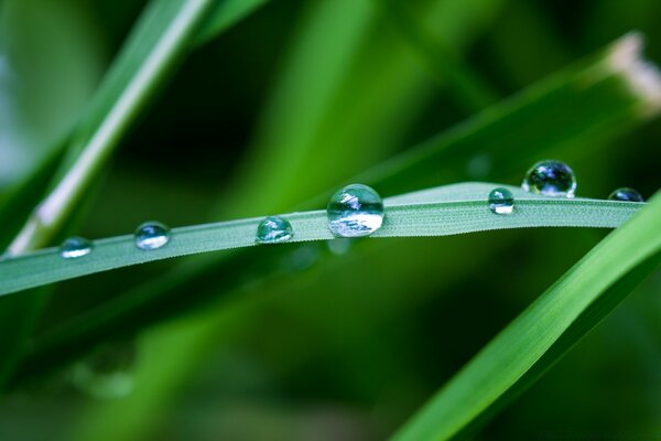 Natur nach Regen, Makro