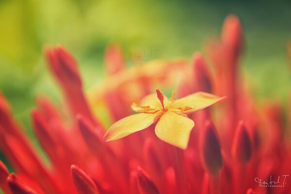 Uma flor amarela entre os vermelhos