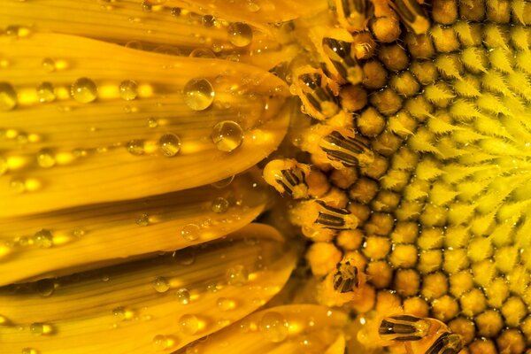 Flor laranja close-up