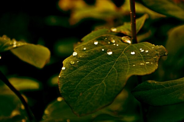 Hoja de planta con gotas de lluvia