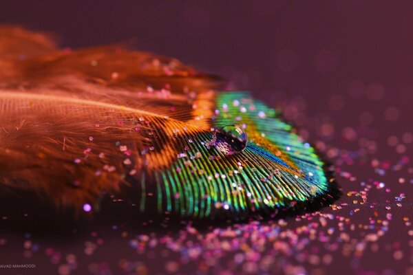 Multicolor feather with drops close-up