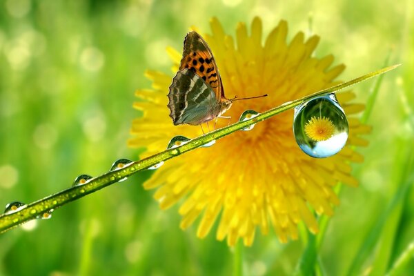 Der Schmetterling erreichte einen Wassertropfen