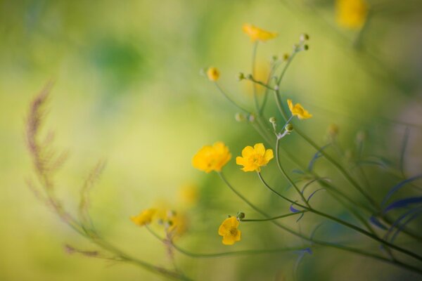 Flora-Foto mit Fokus auf Blumen