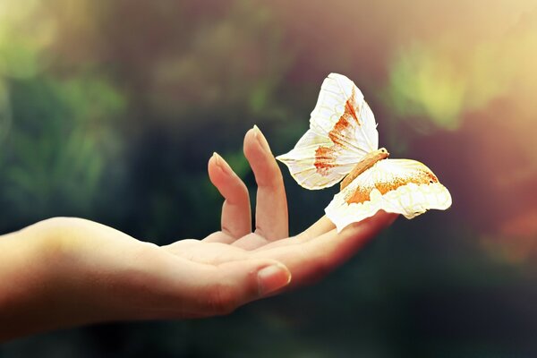 Mikroskopische Natur Hand mit Schmetterling in der Natur