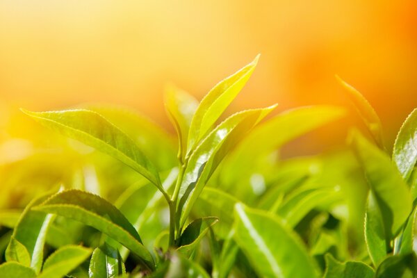 Green juicy young leaves