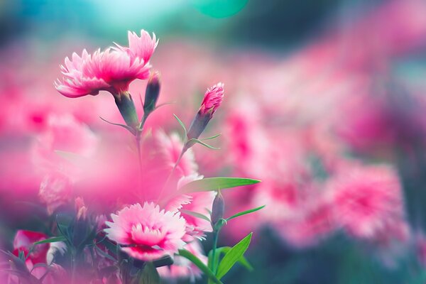 Macro photography of nature in summer on a meadow