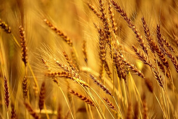 Erisipela matura e grano