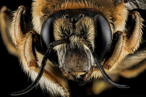 Anthidium manicatum abelha Macro