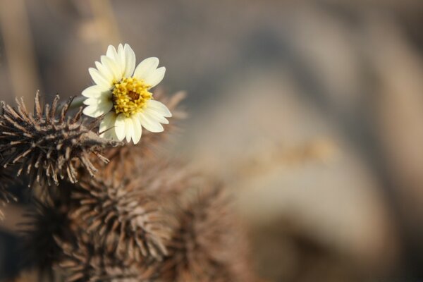 Unscharfer Hintergrund mit einer Blume auf einem Stachel