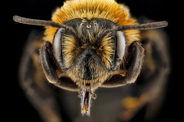 Andrena lupinorum abelha Macro