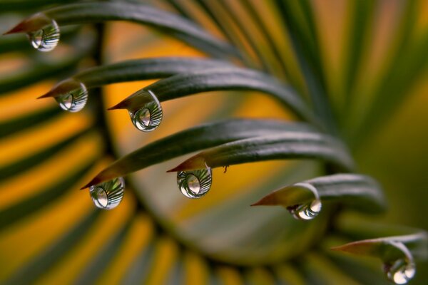 Raindrops hanging from the plant