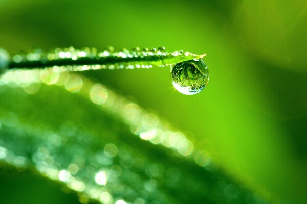 A dewdrop on a blade of grass