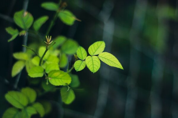 Hermosa planta de arbusto en el Jardín