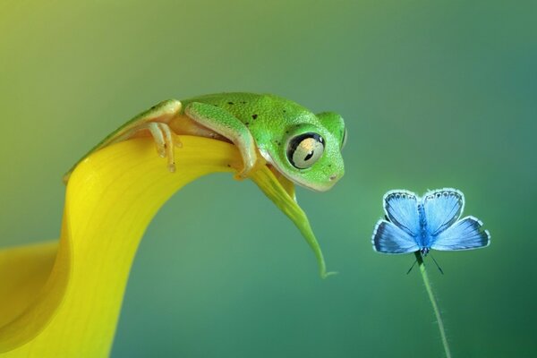 The frog reaches for the blue butterfly