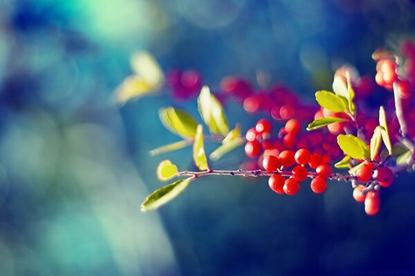 Frutos rojos del árbol sobre un fondo borroso