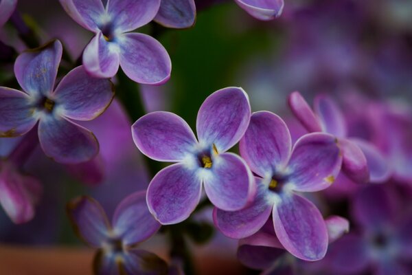 Las flores púrpuras encadenan el ojo